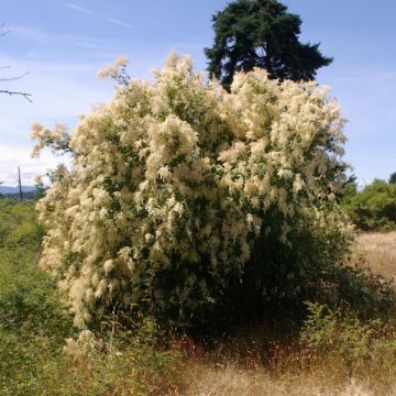 Holodiscus discolor