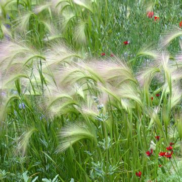 Partaohra (siemenet) - Hordeum jubatum