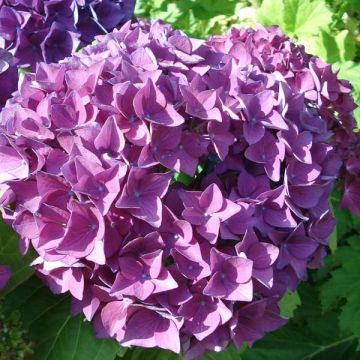 Jalohortensia Hovaria Hobergine