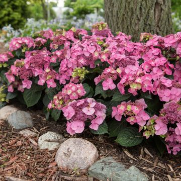 Jalohortensia Endless Summer Pop Star
