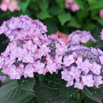 Safiirihortensia Frozen Smoothie