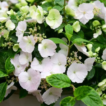 Jalohortensia Runaway Bride 'Snow