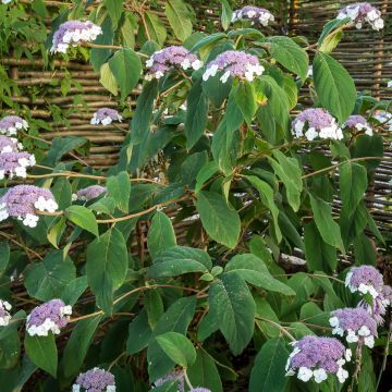 Samettihortensia - Hydrangea aspera subsp.sargentiana