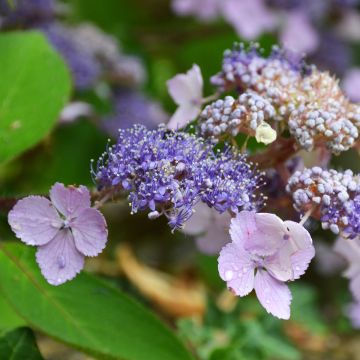Samettihortensia Villosa