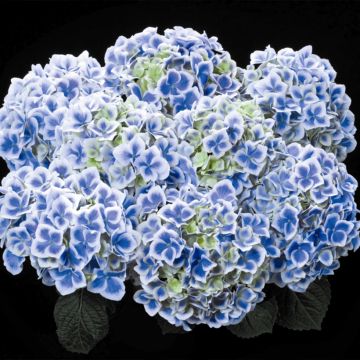 Jalohortensia Beautensia Dali