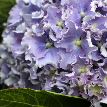 Jalohortensia Beautensia Spike