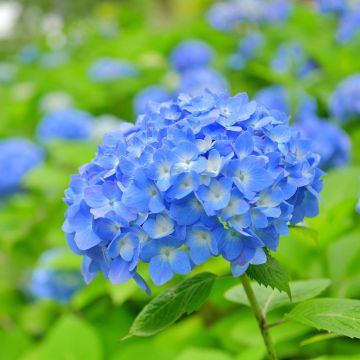 Jalohortensia Bela
