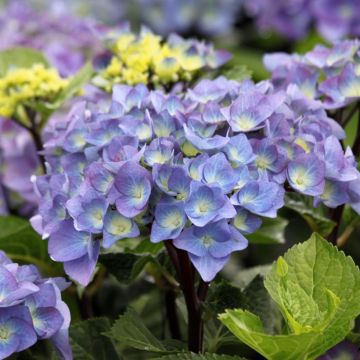 Jalohortensia Black Steel Purple
