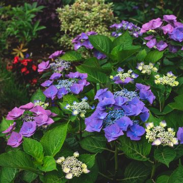Jalohortensia Blaumeise