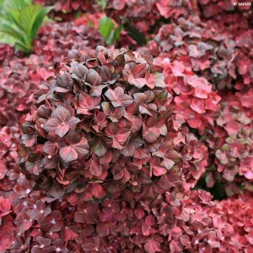 Jalohortensia Chocolate EVER Belles