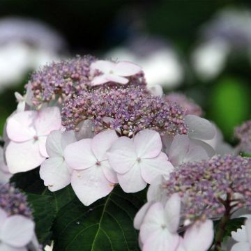 Jalohortensia Cloudi