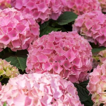 Jalohortensia Early Rose