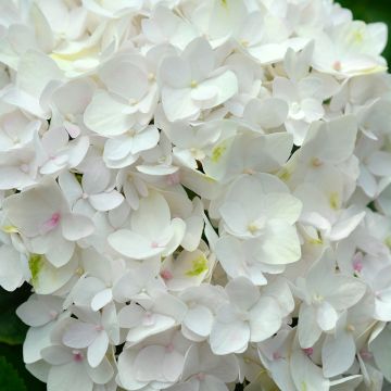 Jalohortensia Endless Summer The Bride