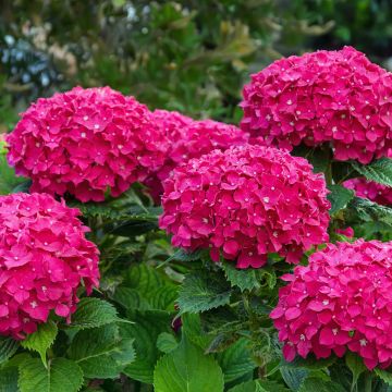 Jalohortensia Eughen Hahn