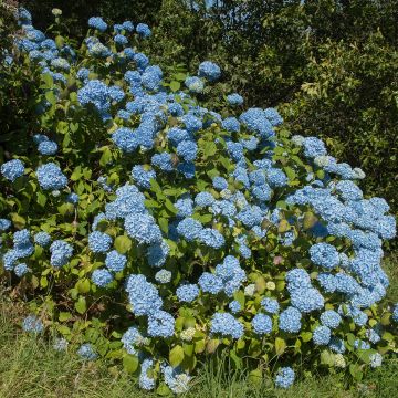 Jalohortensia Generale Vicomtesse de Vibraye