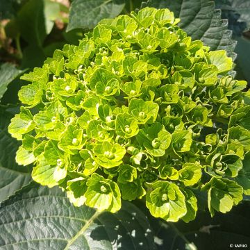 Jalohortensia Green EVER Belles