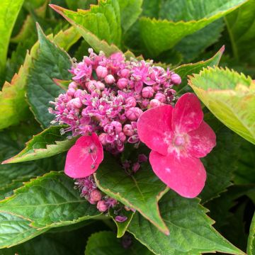 Jalohortensia Teller Kardinal
