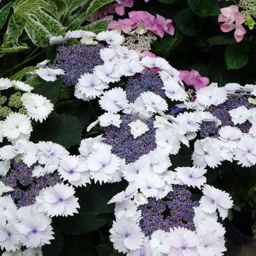 Jalohortensia Koria