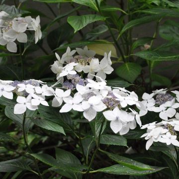 Jalohortensia Lanarth White