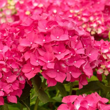 Jalohortensia Leuchtfeuer