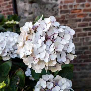 Jalohortensia Libelle