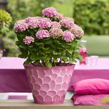 Jalohortensia Magical Coral rosa (vaaleanpunainen)
