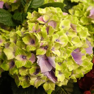 Jalohortensia Magical Jewel rosa (vaaleanpunainen)