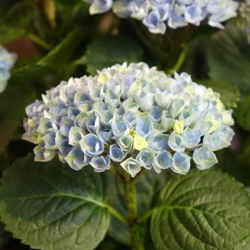 Jalohortensia Magical Revolution Bleu