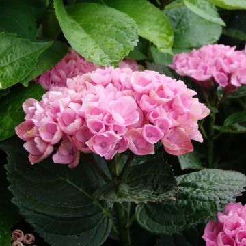 Jalohortensia Magical Revolution Rose