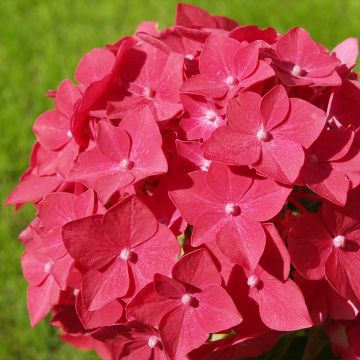 Jalohortensia Sibilla