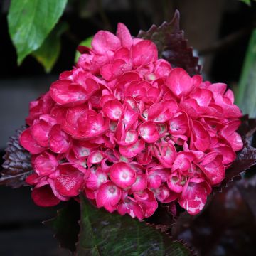 Jalohortensia Merveille Sanguine
