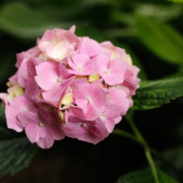 Jalohortensia Teller Messalina