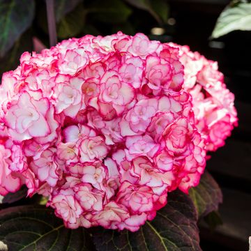 Jalohortensia Miss Saori