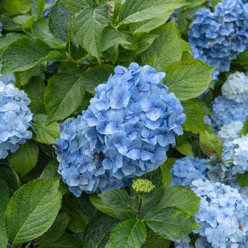 Jalohortensia Mousseline