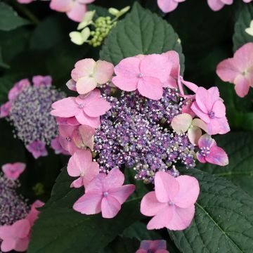 Jalohortensia Nanping