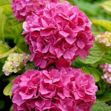 Jalohortensia Pink Pop