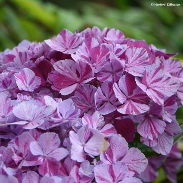 Jalohortensia Pinky Binder