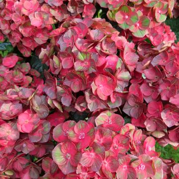 Jalohortensia Choco Love