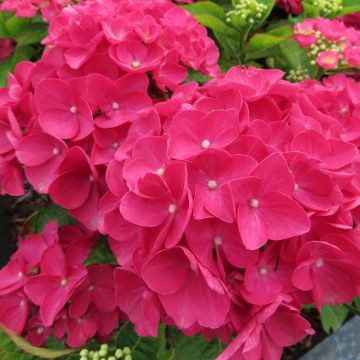Jalohortensia Dark Pink Love