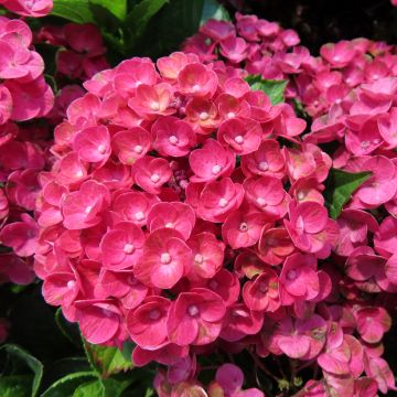 Jalohortensia Ferrari Love