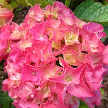 Jalohortensia Pink Love