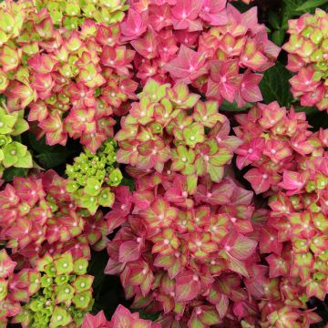 Jalohortensia Rebellion Red Love