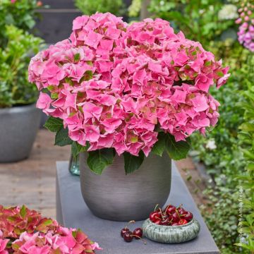 Jalohortensia Doppio Antico Fresco