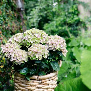Jalohortensia Bella Pesche