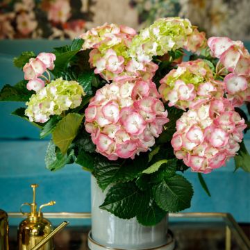 Jalohortensia Dolce Chic