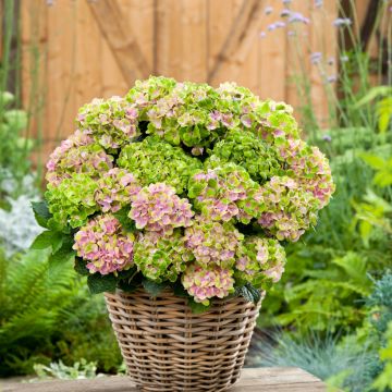 Jalohortensia Vibrant Verde