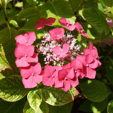 Jalohortensia Rotkehlchen