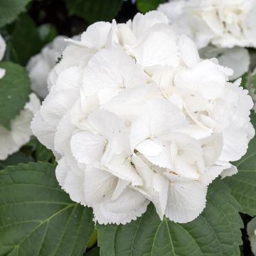 Jalohortensia Schneeball