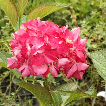Jalohortensia Dutch Ladies Selma