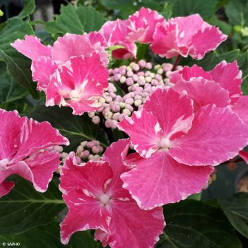 Jalohortensia So Long Aya